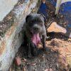 GOLIA - 5 Anni (nato a Luglio del 2020)  - Simil Cane Corso - Taglia: Grande  - Carattere: Dolce, equilibrato Foto 2